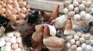 تراجع متواصل.. تطورات مفاجئة في أسعار الدواجن والبانيه اليوم السبت 14 يونيو 2025