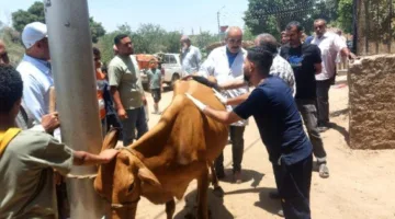 جامعة المنيا تبدأ حملة بيطرية متكاملة لحماية وتعزيز الثروة الحيوانية في قرية الرحمانية