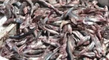 أسعار السمك والمأكولات البحرية ليوم 14 يونيو 2025
