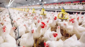 ما هي أسعار الدواجن والبيض اليوم السبت 14 يونيو 2025؟