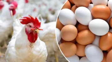 سعر الدجاج الأبيض اليوم السبت وكرتونة البيض