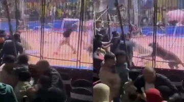تأجيل الجلسة الثانية لمحاكمة مدربة الأسود في حادثة عامل السيرك في طنطا
