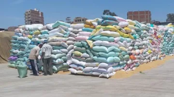 محافظ بني سويف يراقب تقدم عملية توريد القمح المحلي