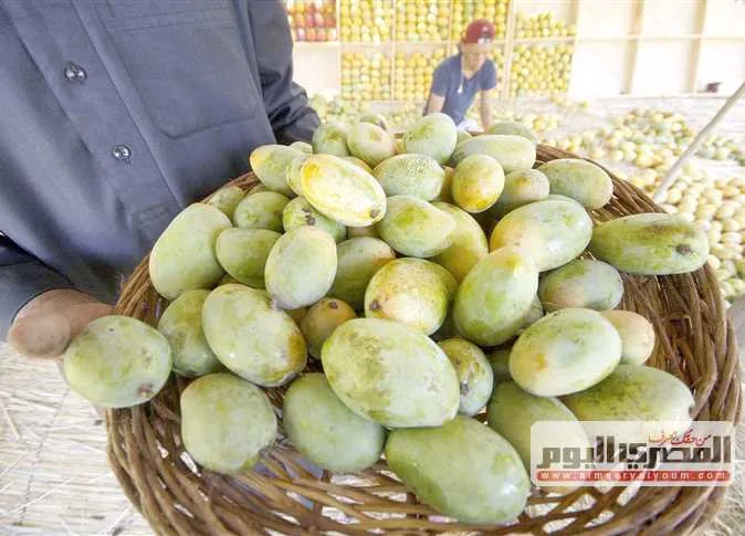 «سعر الزبدية بـ38».. تعرف على أسعار المانجو في سوق العبور للجملة اليوم السبت
