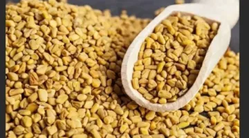 فوائد الحلبة لمرض السكري وأمراض القلب، وتأثيرها الإيجابي على جمال البشرة والشعر