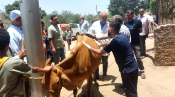 جامعة المنيا تنظم قافلة طبية بيطرية لقرية الرحمانية في مركز ديرمواس