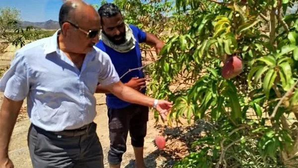 رئيس مدينة القصير يزور مزرعة القويح النموذجية. رئيس مدينة القصير يزور مزرعة القويح النموذجية.
