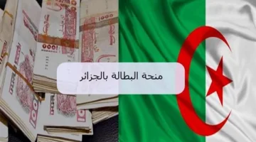 كيفية تحديث منحة البطالة في الجزائر 2025 من خلال موقع الوكالة الوطنية للتشغيل
