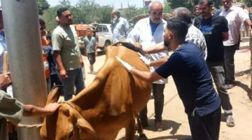 جامعة المنيا تُنظم قافلة طبية بيطرية في قرية الرحمانية بمركز ديرمواس