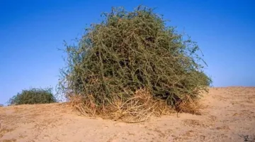 شجرة الغرقد تثير النقاش مجددًا.. الرمز النبوي يتصدر وسائل التواصل في ظل تجاوزات الاحتلال في غزة