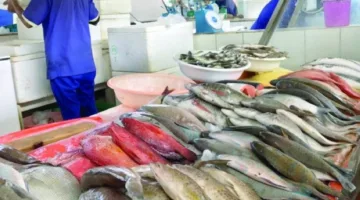 20% زيادة في أسعار الأسماك نتيجة ارتفاع الطلب