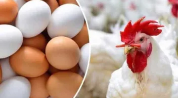 ما هو سعر الدواجن اليوم؟.. تحديث أسعار الدواجن والبيض في بورصة وأسواق الشرقية ليوم الأحد 15 يونيو 2025