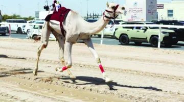 انطلاق مميز لمهرجان المفاريد الصيفي 2025