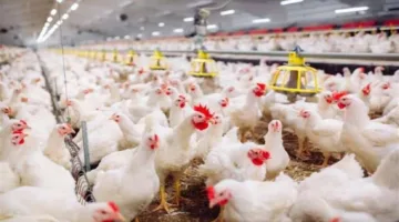 أسعار لحوم الدواجن اليوم الأحد 15 يونيو 2025