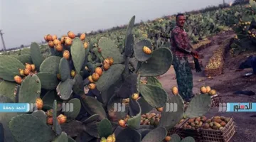 إرشادات فنية لمزارعي التين في شهر يونيو