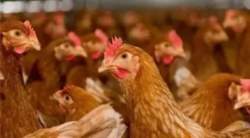 أسعار الدواجن المحلية في أسواق الإسكندرية اليوم، الأحد 15 يونيو 2025
