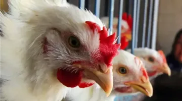 أسعار الدجاج والبيض اليوم في السوق المحلي