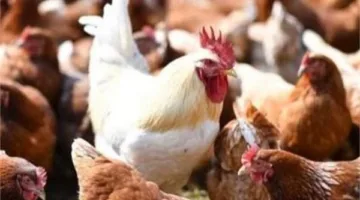 أسعار الدواجن بتاريخ الأحد 15 يونيو 2025
