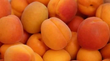 يعزز صحة العيون ويدعم قوة العظام: أهم الفوائد الصحية للمشمش
