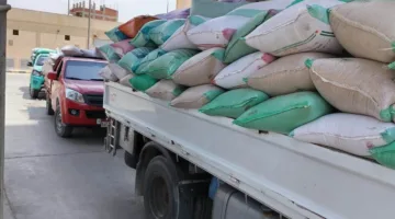 توفير أكثر من 310 ألف طن من القمح في محافظة البحيرة