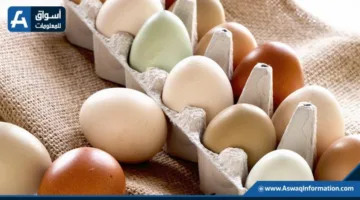 أسعار البيض في المزرعة اليوم الأحد: كم بلغت؟