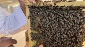 وفاة شاب نتيجة لدغة نحلة في المنيا