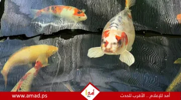 بريطاني يرفض عرضاً لبيع سمكة بوجه إنسان مقابل 7 آلاف جنيه إسترليني