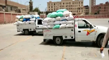 تموين الشرقية: تسليم 600 ألف طن من محصول القمح حتى اللحظة