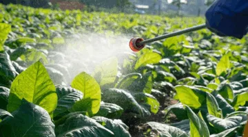 فاكهة سامة: تنبيه جديد حول قائمة الخطر على مائدتك