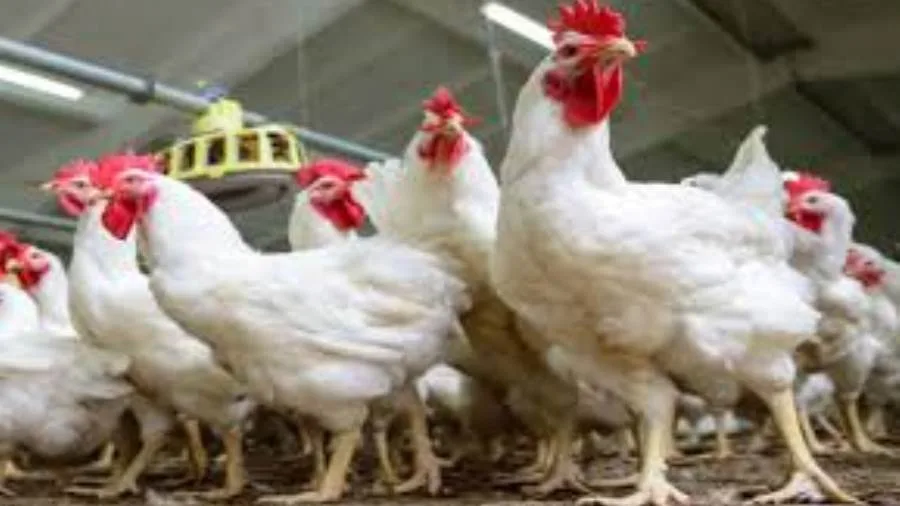أسعار الدجاج الأبيض اليوم بعد الزيادة الأخيرة.. وأخبار بورصة الدواجن الرئيسية أسعار الدجاج الأبيض اليوم بعد الزيادة الأخيرة.. وأخبار بورصة الدواجن الرئيسية
