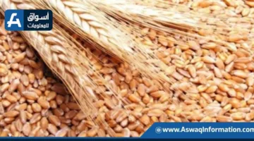 وزارة الزراعة الأمريكية تعلن زيادة تقديراتها لإنتاج القمح على مستوى العالم