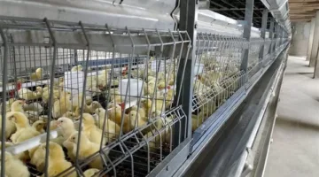 أسعار الدواجن والبيض في أسواق الوادي الجديد