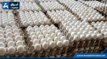 انخفاض أسعار البيض في المزرعة اليوم الإثنين.. بلغت كم؟