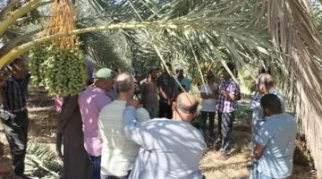 إرشادات زراعية لمزارعي نخيل التمر في شهر يونيو