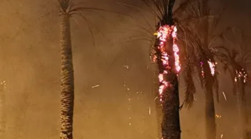 نيران ضخمة تلتهم مزرعة لنخيل في واحة سيوة بمطروح.. صور