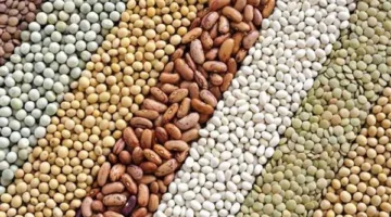 أسعار الحبوب في محافظة الغربية يوم الثلاثاء 17 يونيو 2025
