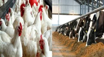 جهود شاملة من الحكومة لتعزيز كفاءة الأداء وزيادة الإنتاج في مجالات الثروة الحيوانية والداجنة.