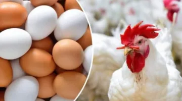 انخفضت 23 جنيهًا.. أسعار الدجاج والبيض اليوم الثلاثاء 17 يونيو 2025