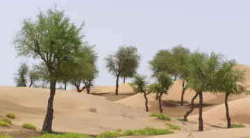 سلطنة عُمان تساهم في إحياء اليوم العالمي لمكافحة التصحر والجفاف