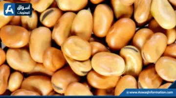 سعر الفول اليوم الثلاثاء لدى التاجر: كم يبلغ سعر أردب الفول البلدي؟