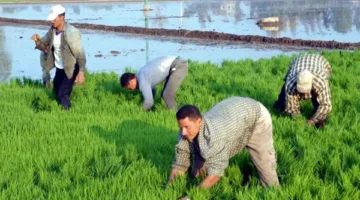 زراعة 18 ألف فدان من الأرز في دمياط مع إشراف دائم من مديرية الزراعة