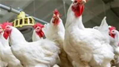 أسعار الدجاج والبيض والبانيه اليوم الثلاثاء 17 يونيو في الأسواق أسعار الدجاج والبيض والبانيه اليوم الثلاثاء 17 يونيو في الأسواق