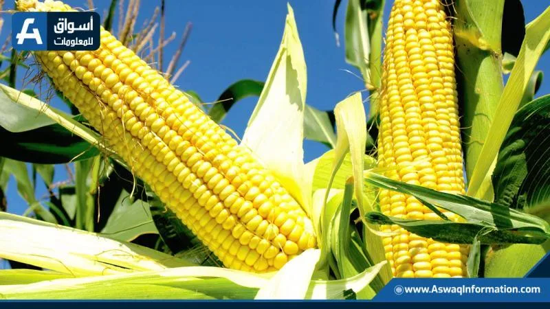 زيادة سعر طن الذرة الصفراء اليوم الثلاثاء.. كم يسجل الأردب عند التجار؟ زيادة سعر طن الذرة الصفراء اليوم الثلاثاء.. كم يسجل الأردب عند التجار؟
