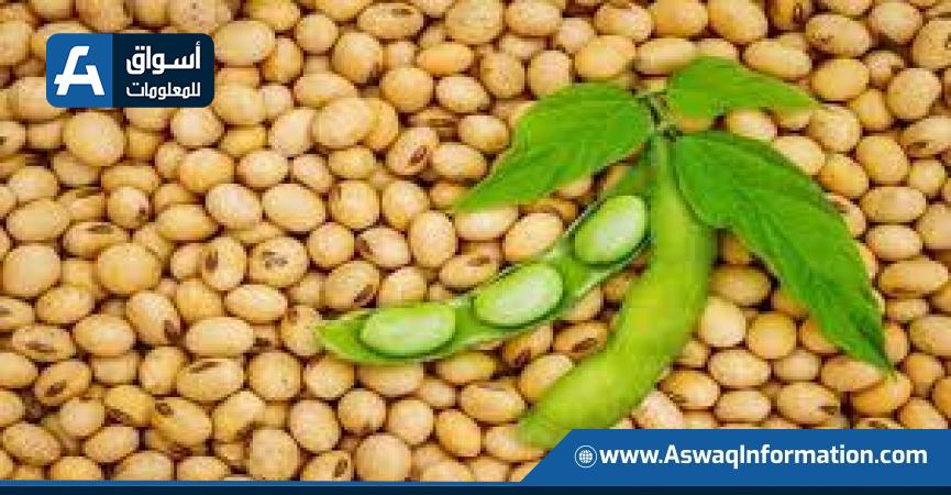 انخفاض أسعار فول الصويا العالمية بسبب الظروف الجوية الملائمة انخفاض أسعار فول الصويا العالمية بسبب الظروف الجوية الملائمة
