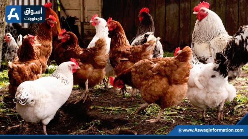 انخفاض سعر الدجاج الأبيض: أسعار الطيور اليوم الثلاثاء في المزرعة انخفاض سعر الدجاج الأبيض: أسعار الطيور اليوم الثلاثاء في المزرعة