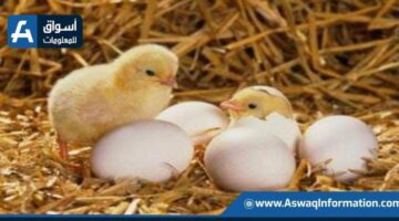 أسعار الكتاكيت البيضاء اليوم الثلاثاء في المزرعة