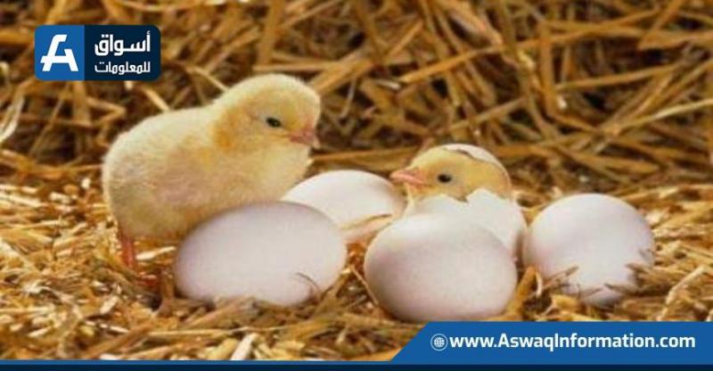 أسعار الكتاكيت البيضاء اليوم الثلاثاء في المزرعة أسعار الكتاكيت البيضاء اليوم الثلاثاء في المزرعة