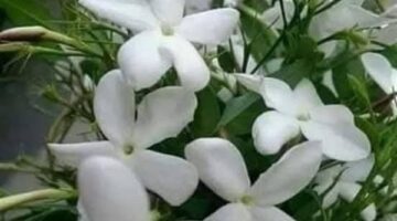 بتوجيه مباشر من وزير الزراعة.. انطلاق توريد محصول الياسمين لمصانع شبرابلوبة في محافظة الغربية.. فاروق: نسعى لزيادة القيمة المضافة للمحصول من أجل خلق فرص عمل وتحقيق أقصى عائد.