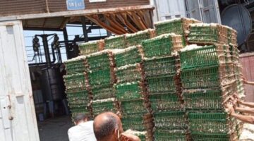 بدء شحن محصول الياسمين إلى مصانع شبرا بلوبة في محافظة الغربية
