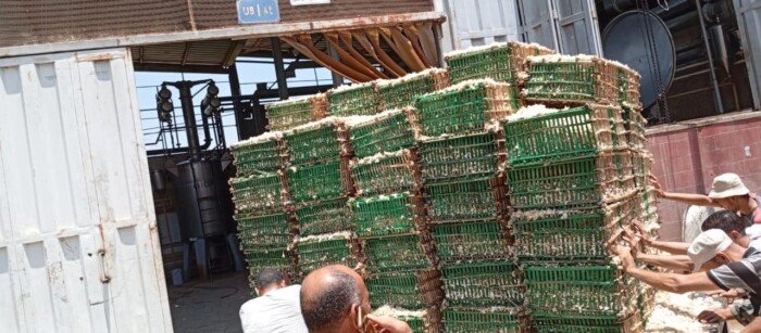 بدء شحن محصول الياسمين إلى مصانع شبرا بلوبة في محافظة الغربية بدء شحن محصول الياسمين إلى مصانع شبرا بلوبة في محافظة الغربية